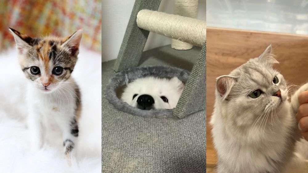 商品ラインナップ