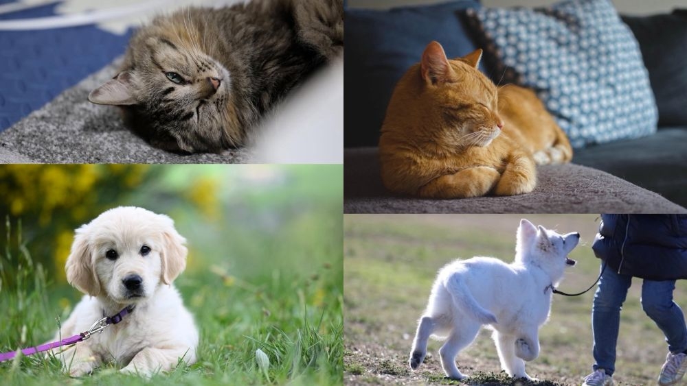 商品ラインナップ