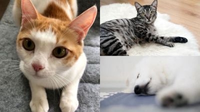 やさしい家づくり相談会